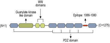 Anti-MAGI2/AIP1 Antibody