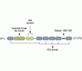 MAGI2/AIP1 Blocking Peptide
