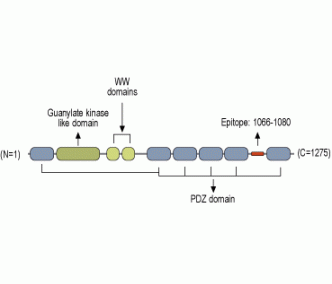 MAGI2/AIP1 Blocking Peptide
