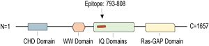 Anti-IQGAP1 Antibody