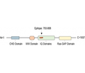 IQGAP1 Blocking Peptide