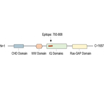 IQGAP1 Blocking Peptide