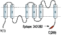 Anti-Aquaporin 1 Antibody