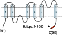 Anti-Aquaporin 1 Antibody