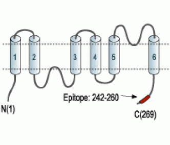 Aquaporin 1 Blocking Peptide