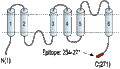 Anti-Aquaporin 2-ATTO Fluor-550 Antibody