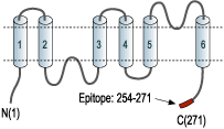 Anti-Aquaporin 2-ATTO Fluor-550 Antibody