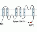 Aquaporin 2 Blocking Peptide