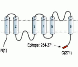 Aquaporin 2 Blocking Peptide