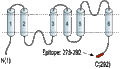 Anti-Aquaporin 3-ATTO Fluor-594 Antibody