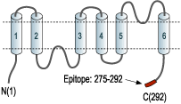 Anti-Aquaporin 3-ATTO Fluor-594 Antibody
