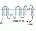 Aquaporin 3 Blocking Peptide