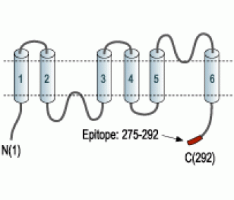 Aquaporin 3 Blocking Peptide