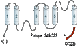Anti-Aquaporin 4 (AQP4) (249-323) Antibody