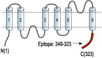 Anti-Aquaporin 4 (AQP4) (249-323) Antibody