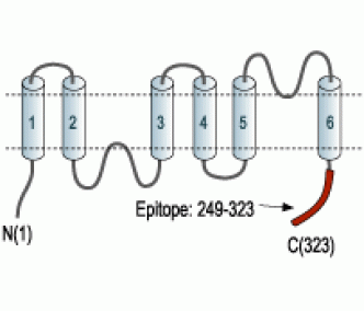 Aquaporin 4/AQP4 (249-323) Blocking Peptide