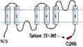 Anti-Aquaporin 5 Antibody