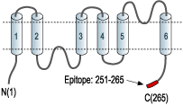 Anti-Aquaporin 5 Antibody