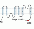 Aquaporin 5 Blocking Peptide
