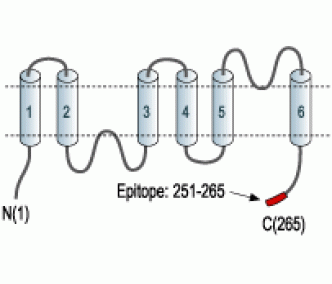 Aquaporin 5 Blocking Peptide