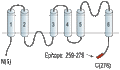 Anti-Aquaporin 6 Antibody