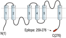 Anti-Aquaporin 6 Antibody