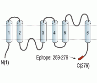 Aquaporin 6 Blocking Peptide