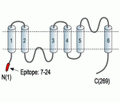 Aquaporin 7 Blocking Peptide