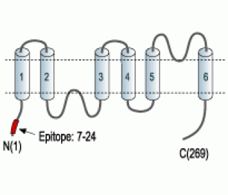 Aquaporin 7 Blocking Peptide