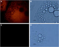 Anti-Aquaporin 7 Antibody