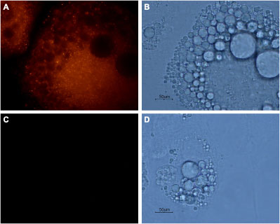 Anti-Aquaporin 7 Antibody