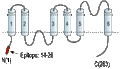 Anti-Aquaporin 8 Antibody