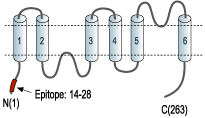 Anti-Aquaporin 8 Antibody
