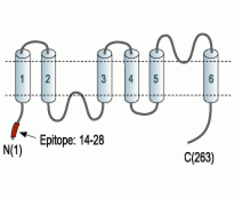 Aquaporin 8 Blocking Peptide