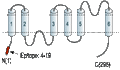 Anti-Aquaporin 9 Antibody