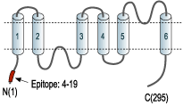 Anti-Aquaporin 9 Antibody
