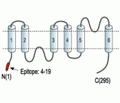 Aquaporin 9 Blocking Peptide