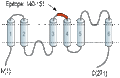 Anti-Aquaporin 11 (extracellular) Antibody