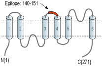 Anti-Aquaporin 11 (extracellular) Antibody