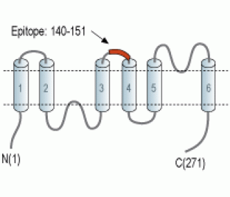 Aquaporin 11 (extracellular) Blocking Peptide