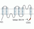 Aquaporin 4/AQP4 (300-314) Blocking Peptide