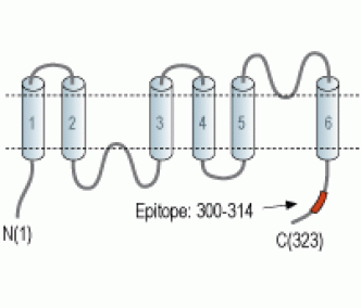 Aquaporin 4/AQP4 (300-314) Blocking Peptide