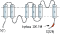 Guinea Pig Anti-Aquaporin 4 (AQP4) (300-314) Antibody