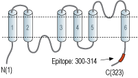 Guinea Pig Anti-Aquaporin 4 (AQP4) (300-314) Antibody