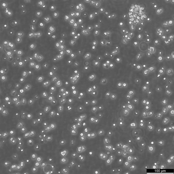 ARH-77 cell