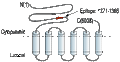 Anti-Ryanodine Receptor 1 Antibody