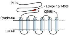 Anti-Ryanodine Receptor 1 Antibody