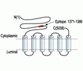 Ryanodine Receptor 1 Blocking Peptide