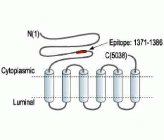 Ryanodine Receptor 1 Blocking Peptide