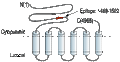 Anti-Ryanodine Receptor 2 Antibody